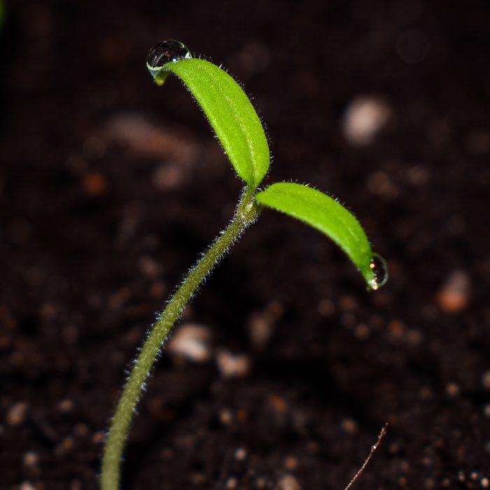 The Imperative of Local Church Revitalization